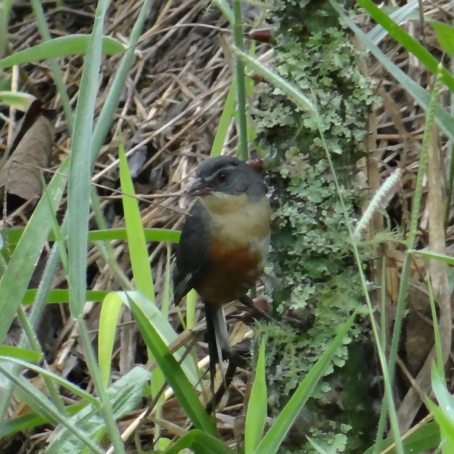 Buff-throated Warbling Finch illustration