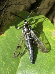 Synanthedon pictipes