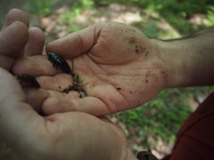 Cryptocercidae
