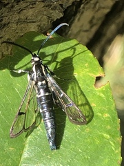 Synanthedon pictipes