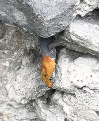 Gonatodes albogularis