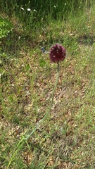 Allium sphaerocephalon