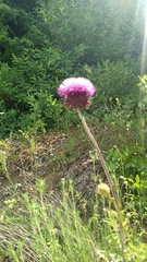 Allium sphaerocephalon