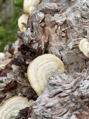 Trametes hirsuta