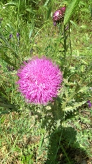 Carduus defloratus