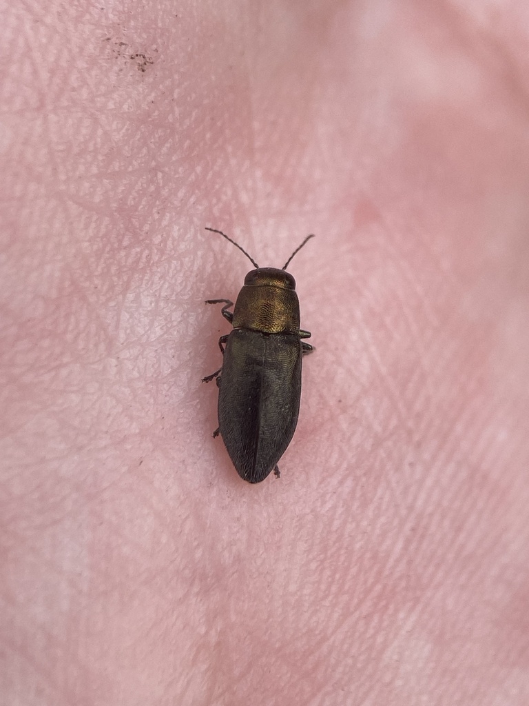 Phaenops intrusa