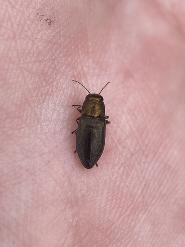 Phaenops intrusa
