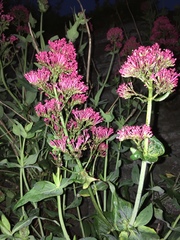 Centranthus ruber