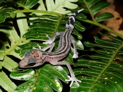 Graceful Madagascar Ground Gecko photo 2