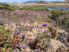 Monardella sinuata nigrescens