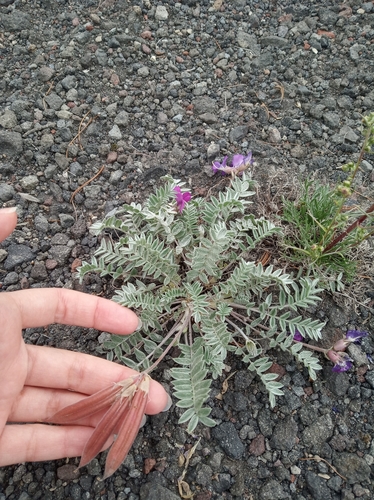 Kamchatka oxytrope (Oxytropis kamtschatica)