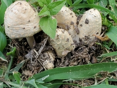 Coprinopsis variegata