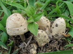 Coprinopsis variegata