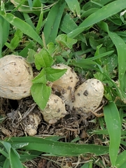 Coprinopsis variegata