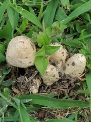 Coprinopsis variegata