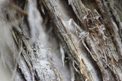 Chaenotheca laevigata