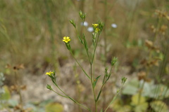 Linum corymbulosum