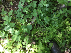 Carex debilis debilis