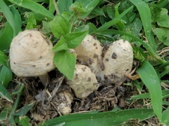 Coprinopsis variegata