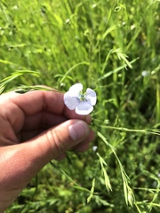 Linum pratense