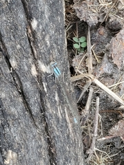 Argia immunda