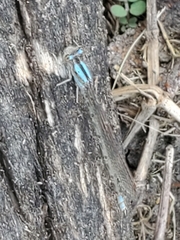 Argia immunda