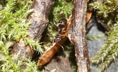 Prolasius advena