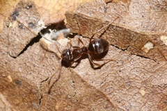 Prolasius advena