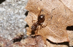 Prolasius advena