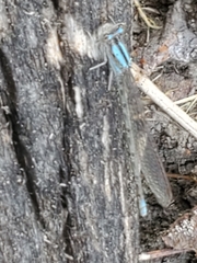 Argia immunda