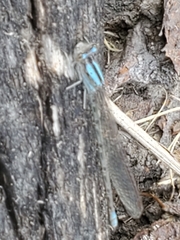 Argia immunda