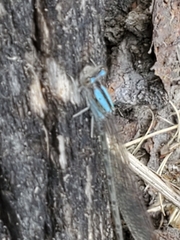 Argia immunda