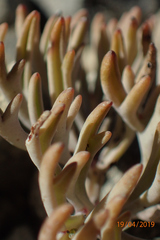 Lignocarpa carnosula