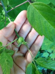 Contarinia negundinis