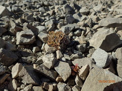 Lignocarpa carnosula