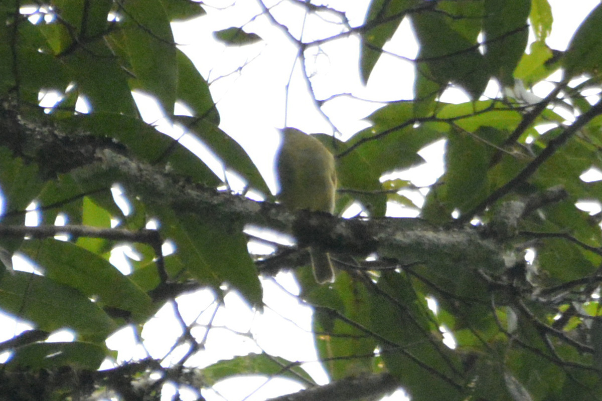 Yungas Manakin (Chiroxiphia boliviana), photo 1
