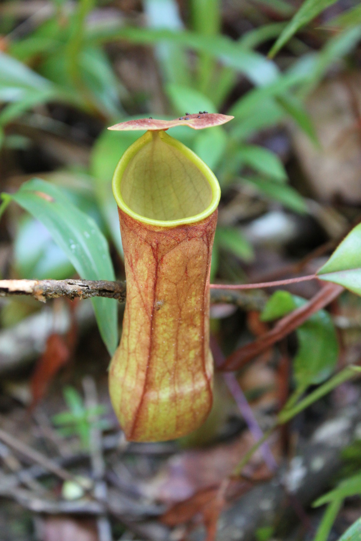 Nepenthes distillatoria