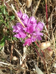 Lophioprason