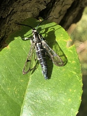 Synanthedon pictipes