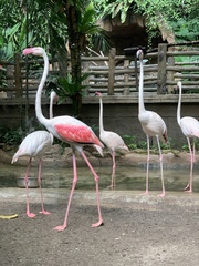 Phoenicopterus