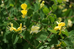 Lonicera iberica