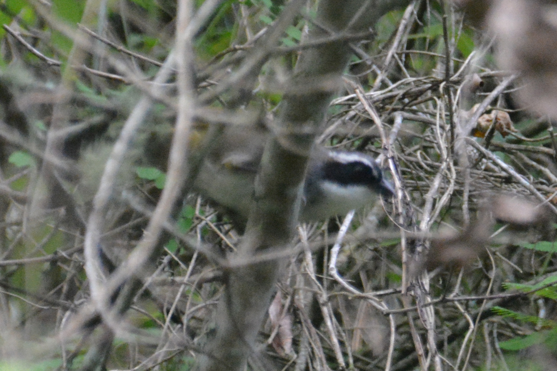 White-browed Brushfinch (Arremon torquatus), photo 4
