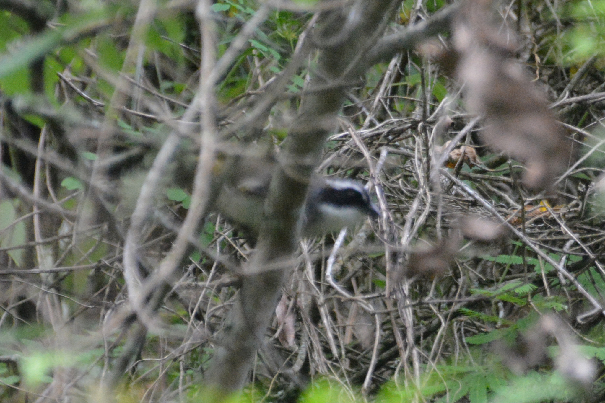 White-browed Brushfinch (Arremon torquatus), photo 5