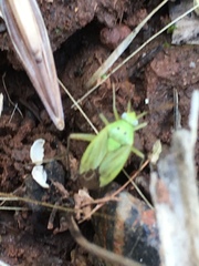 Closterotomus