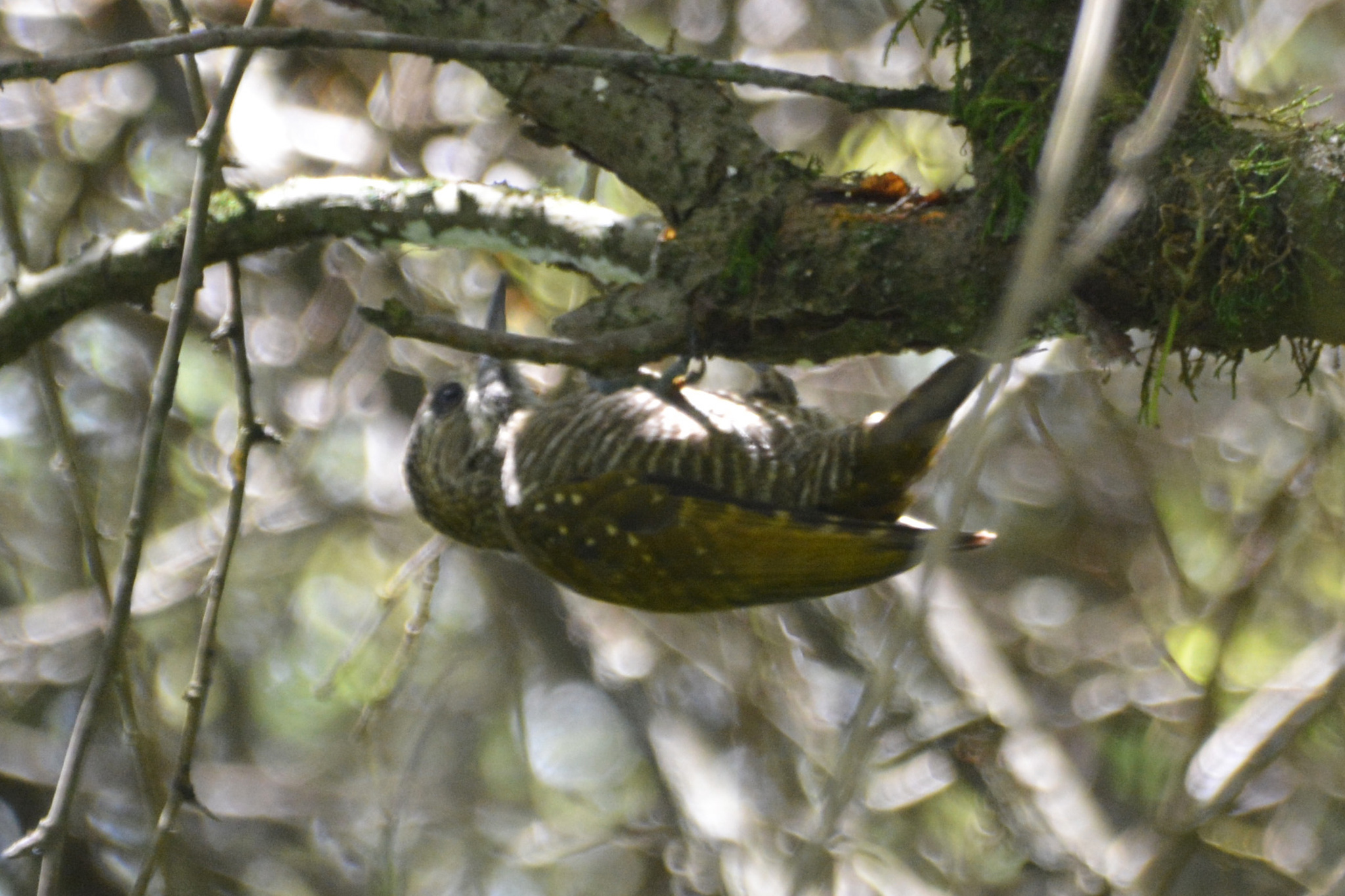 Dot-fronted Woodpecker (Veniliornis frontalis), photo 8