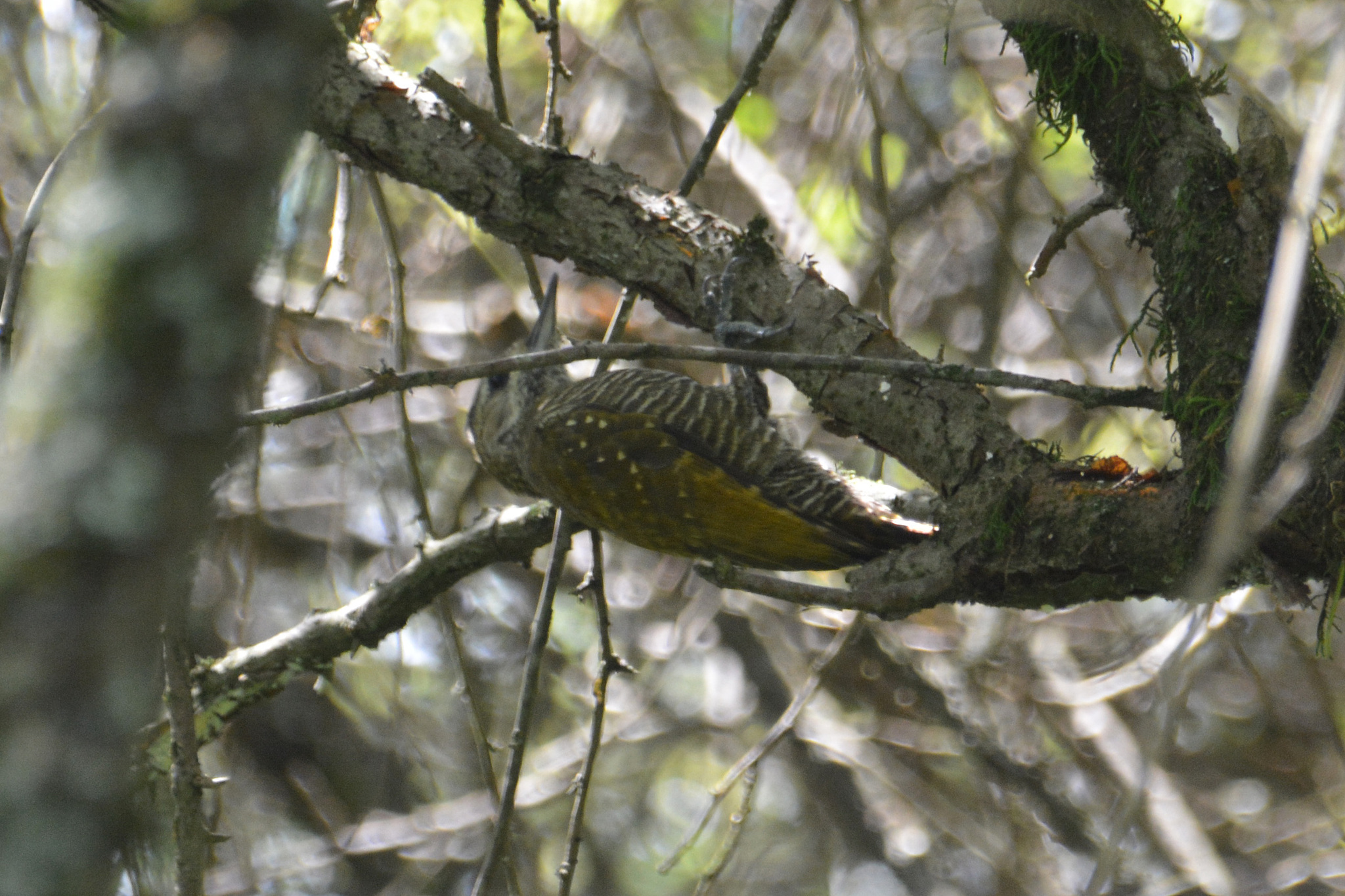 Dot-fronted Woodpecker (Veniliornis frontalis), photo 9