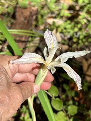 Iris purdyi, photograph author not stated, no rights reserved