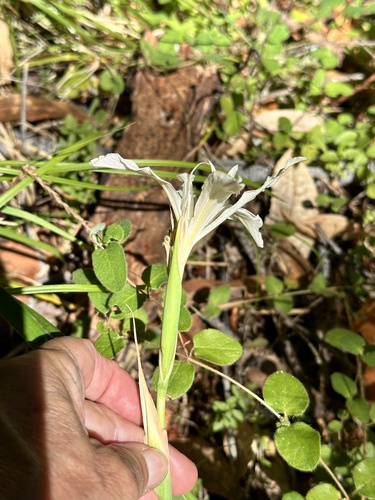 Iris purdyi, photograph 4