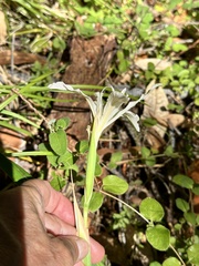 Iris purdyi, photograph author not stated, no rights reserved