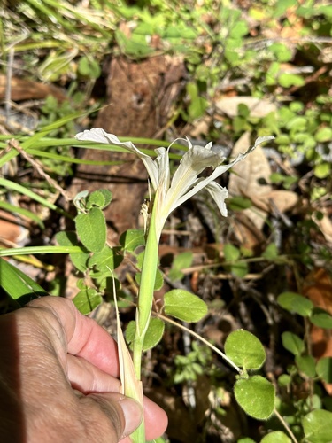 Iris purdyi, photograph 5